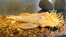 Albino bushynose pleco d'occasion  Expédié en Belgium