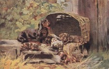 Cartão postal antigo Dachshund filhotes de cachorro na cesta 1903 comprar usado  Enviando para Brazil
