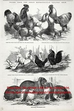 Rabbit poultry chicken for sale  Lake Villa