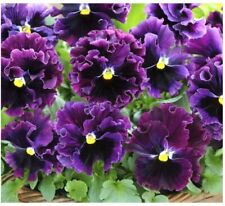 Flower pansy winter for sale  HIGH WYCOMBE