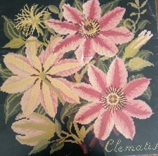 Elizabeth bradley climbing for sale  WELSHPOOL