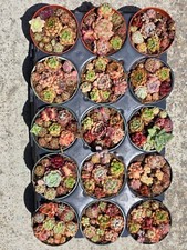 Imported mixed set for sale  San Leandro