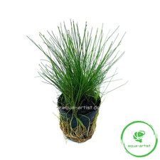 Eleocharis acicularis nadelsim gebraucht kaufen  Neustadt/Dosse