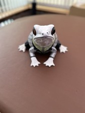 Italian ceramic frog for sale  WARMINSTER