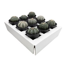 Astrophytum asterias sand for sale  CREDITON