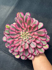 Fs51 aeonium white for sale  Ireland