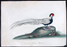1794 hayes ritratti usato  Urbino