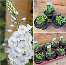 Veronica spicata weiß gebraucht kaufen  Marienhafe