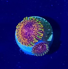 Dayglo volcano zoa for sale  HATFIELD