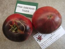 Pomodoro tigre siberiana usato Pomodoro tigre siberiana usato  Spedire a Italy