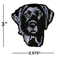 Black lab labrador for sale  Nampa