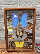 butterfly taxidermy for sale butterfly taxidermy for sale West Harrison