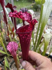 Sarracenia leucophylla bonbon for sale  PAR
