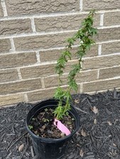 Acer palmatum goshiki for sale  Independence