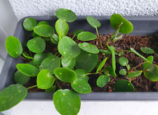 Pilea peperomioides ableger gebraucht kaufen  Hamburg
