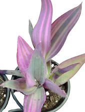 Tradescantia pallida pink usato  Siracusa