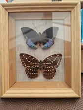 butterfly specimen for sale butterfly specimen for sale SOUTHAMPTON