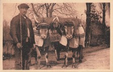 Types basques attelage d'occasion Types basques attelage d'occasion  Vasles