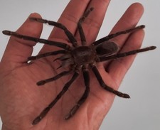 Curiosité taxidermie tarentul d'occasion  Montpellier-