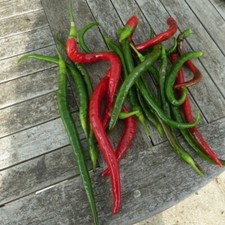 Chilli pepper joe for sale  RUISLIP