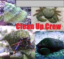 Gallon clean crew for sale Gallon clean crew for sale  Marathon