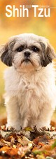 Shih tzu slim for sale  UK