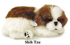 Shih tzu the d'occasion  Expédié en Belgium