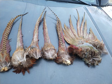 Lot wild pheasant for sale  Walhalla