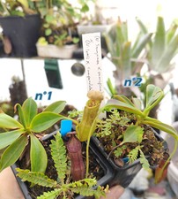 Nepenthes seedgrowns see d'occasion  Beaumont-de-Lomagne