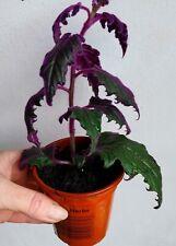 Gynura purple passion for sale  BRISTOL