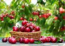 Graines prunus cerasus d'occasion  Sabres