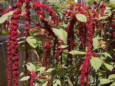 1000 samen amaranthus gebraucht kaufen  Ludwigshafen am Rhein