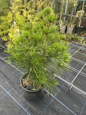 Umbrella pine tree for sale  CHORLEY