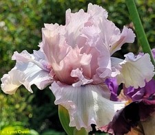 Iris air time usato  Bologna