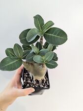 Desert rose adenium for sale  NOTTINGHAM