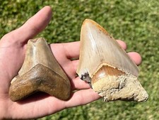 shark raw d'occasion  Expédié en Belgium
