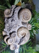 Fossilien isle sky gebraucht kaufen Fossilien isle sky gebraucht kaufen  Berlin