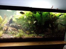 Gallon fish tank for sale  Cincinnati