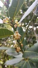 Bay laurel tree for sale  Woodland Hills