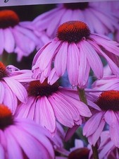 Echinacea purpurea cone for sale  SOUTHAMPTON