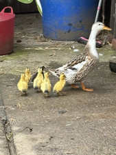 Silver appleyard duck for sale  ALFRETON