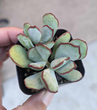 Cotyledon choco line for sale  Chula Vista