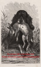 Dog gordon setter for sale  Lake Villa