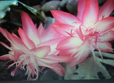 Christmas cactus cutting for sale  Uniondale