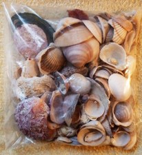 000 muscheln schneckenhäuser gebraucht kaufen  Augsburg