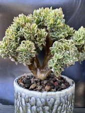 Large crested aeonium for sale  Compton