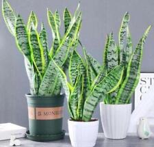 SANSEVIERIA TRIFASCIATA/PLANTA COBRA/PLANTA ENRAIZADA NA LÍNGUA DA SOGRA 19-1 comprar usado  Enviando para Brazil