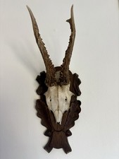 Vintage antlers roe for sale Vintage antlers roe for sale  GUILDFORD