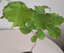Hazel tree corylus for sale  GLOUCESTER