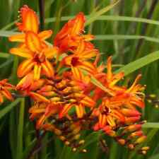 Pick crocosmia bulbs for sale  Hayden